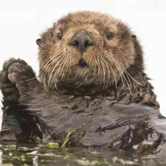 Cute sea otter 