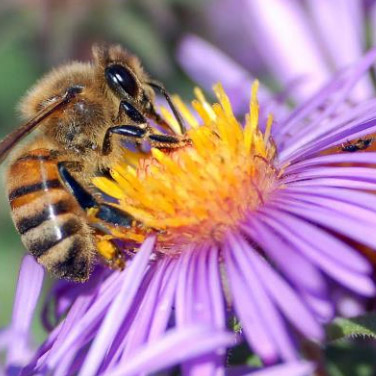 bee pollinating flower 