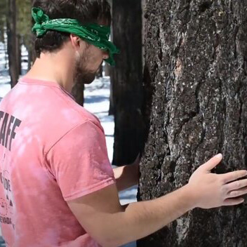 Blindfolded guy touching a tree