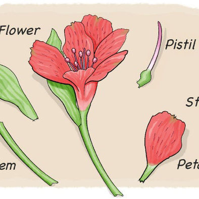 Parts of a flower illustration 