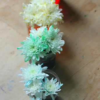 Dyed white flowers 