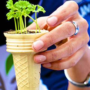 Plant sprouts in an ice cream cone 